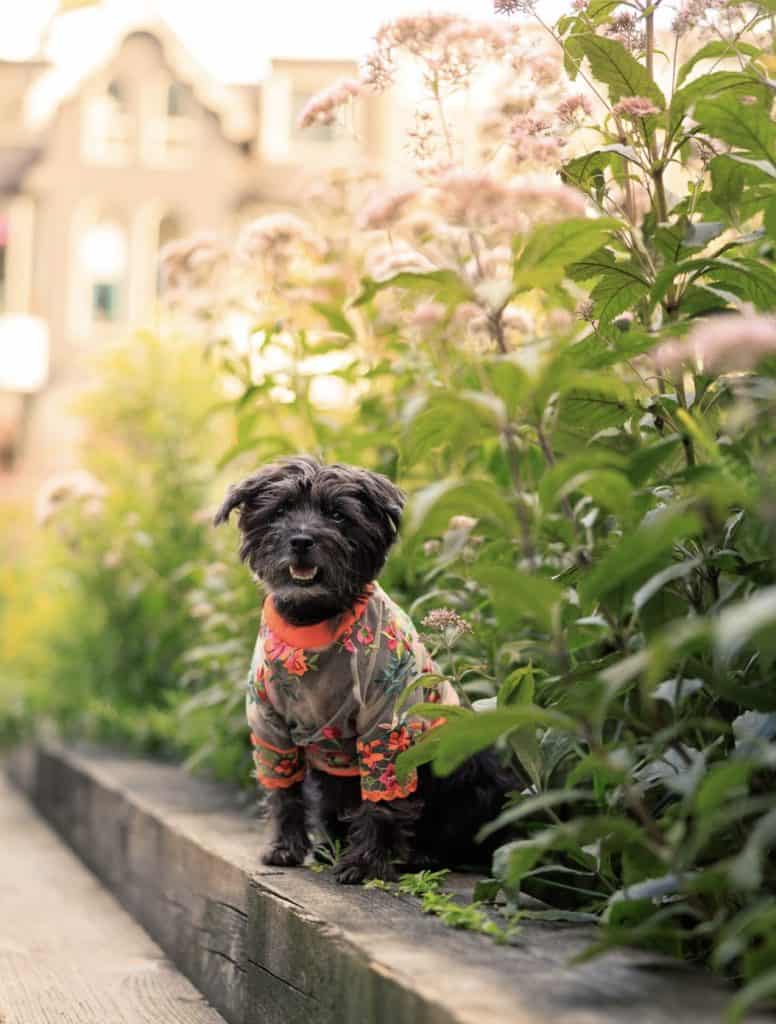 dog sitting by flowers.